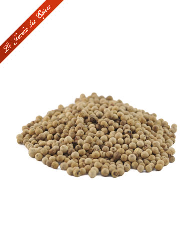 Poivre de Penja blanc IGP (Piper nigrum) 100g – STAFF SAS